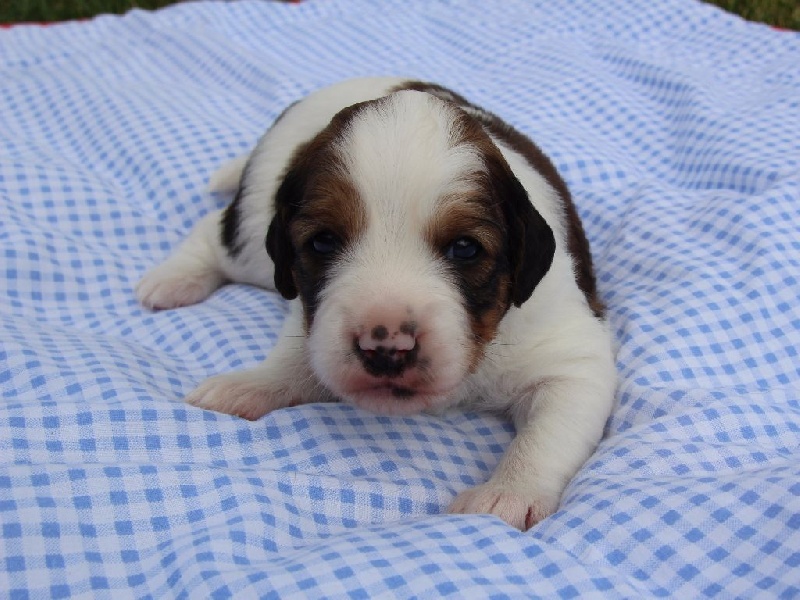 du triskel des elfes - Petit chien hollandais de chasse au gibier d'eau - Portée née le 18/07/2016